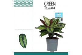 Calathea Calathea Princeps