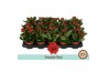 Kalanchoe blossfeldiana gevuld rubio red Kalanchoë Double Red - no sle