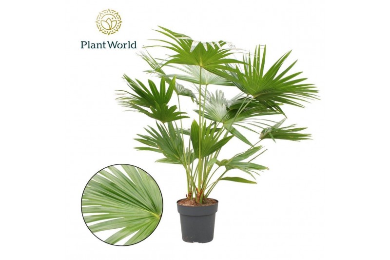 Livistonia rotundifolia Livistona rotundifolia 3 pp 