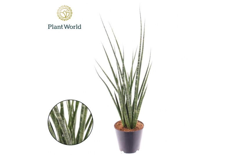 Sansevieria cylindrica Sansevieria Digitorum 