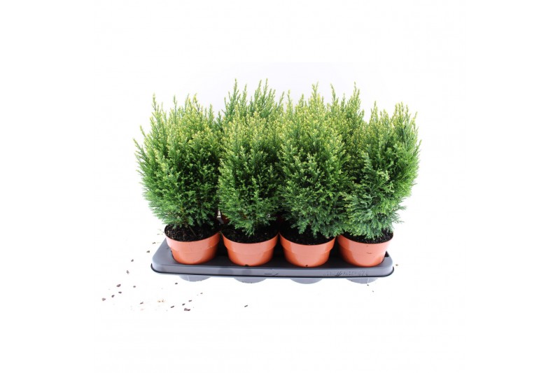 Chamaecyparis laws. snow white 