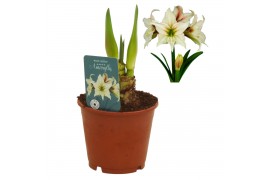 Hippeastrum Hippeastrum Magic Green excusief2 tak/plnt