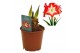 Hippeastrum Hippeastrum Minerva regular assortiment2 tak/plnt 