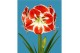 Hippeastrum Hippeastrum Samba exclusief2 tak/plnt 