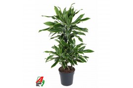 Dracaena fragr. golden coast Dracaena Gold Coast 45-carrouselpp