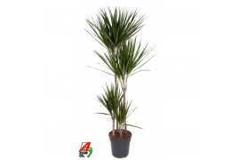 Dracaena marginata Dracaena Marginata 90-60-30-15pp