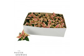 Euphorbia saturnus marble Poinsettia Marble 6cm Zonder Hoes1 bl.