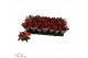 Euphorbia pul. superba new glitter Poinsettia Superba Glitter 6cm Met  