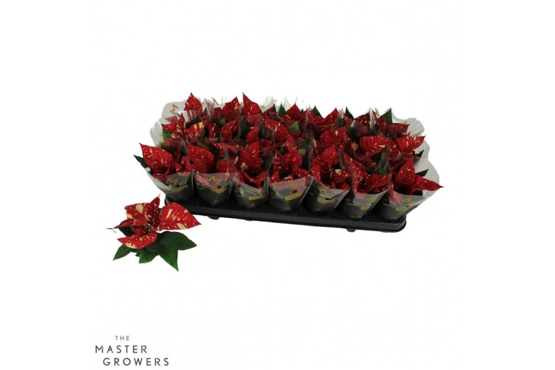 Euphorbia pul. superba new glitter Poinsettia Superba Glitter 6cm Met  