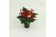 Euphorbia pul. superba new glitter Poinsettia Superba Glitter 6cm zond 