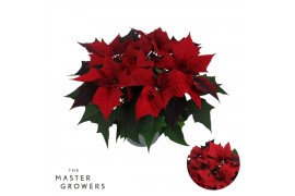 Euphorbia kayla red Kayla Red 13cm 5 bloem5 bl.