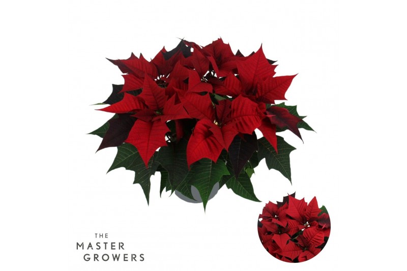 Euphorbia kayla red Kayla Red 13cm 5 bloem5 bl. 