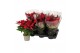 Euphorbia kayla red Kayla Red 13cm 5 bloem5 bl. 