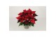 Euphorbia kayla red Kayla Red 13cm 5 bloem5 bl. 
