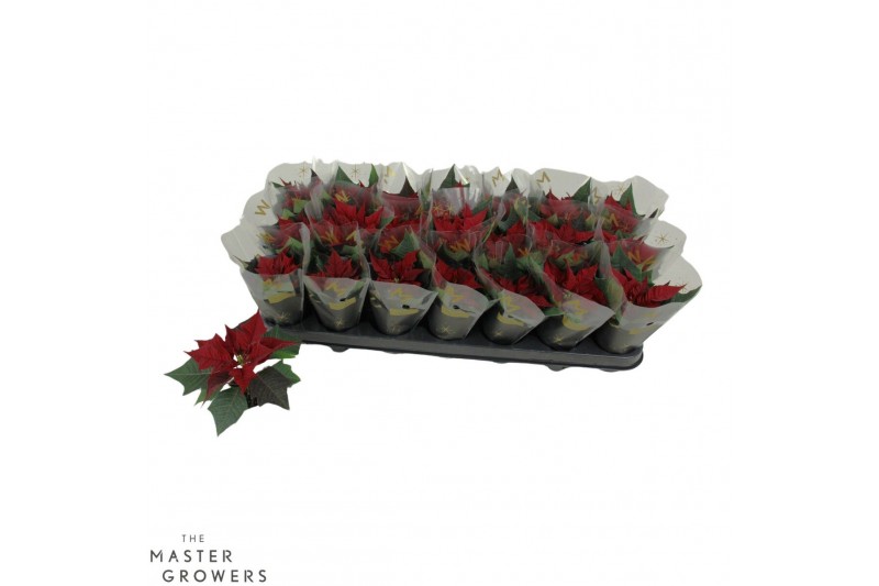 Euphorbia kayla red Kayla Red "Special Leaves" 6cm1 bl. 