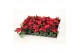 Euphorbia kayla red Kayla Red "Special Leaves" Zonder Hoes 6cm1 bl. 