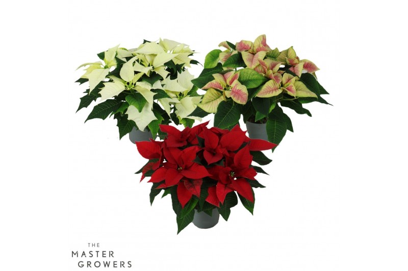 Euphorbia pul. mix Poinsettia mix 13cm 5 bloem5 bl. 