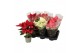 Euphorbia pul. mix Poinsettia mix 13cm 5 bloem5 bl. 