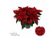 Euphorbia pul. christmas universe Poinsettia Christmas Universe Rood 1 
