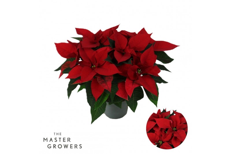Euphorbia pul. christmas universe Poinsettia Christmas Universe Rood 1 