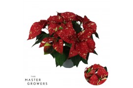 Euphorbia pul. superba new glitter Poinsettia Superba New Glitter 13cm