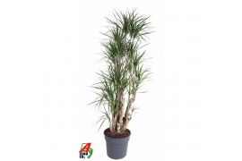 Dracaena marginata Dracaena Marginata1 pp