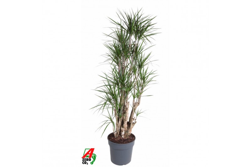 Dracaena marginata Dracaena Marginata1 pp 