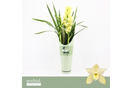 Cymbidium Cymbidium, Paddy 2-spike P14 Orchid Collection Potcover 2 ta