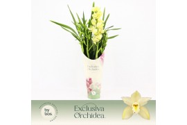 Cymbidium Cymbidium, Paddy 4-spike P14 Exclusiva Orchidea Potcover 4 t