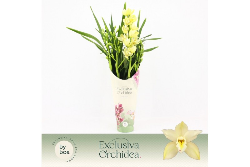 Cymbidium Cymbidium, Paddy 4-spike P14 Exclusiva Orchidea Potcover 4 t 