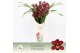 Cymbidium Cymbidium, Red Beauty Roy 4-spike P14 Exclusiva Orchidea Pot 