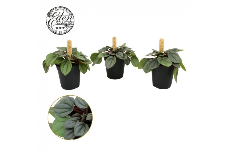 Peperomia Peperomia Milano 5,5cm 