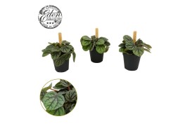 Peperomia Peperomia Greyhound 5,5cm