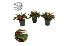 Peperomia caperata rosso Peperomia Rosso 5,5cm 1 pp