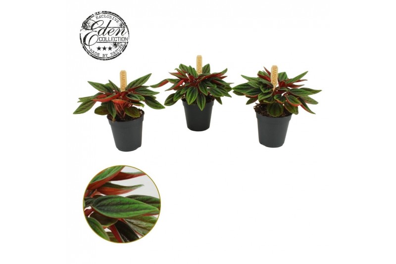 Peperomia caperata rosso Peperomia Rosso 5,5cm 1 pp 