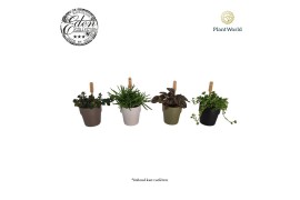 Kamerplanten mix Gemengde tray 5,5cm in dubai potje