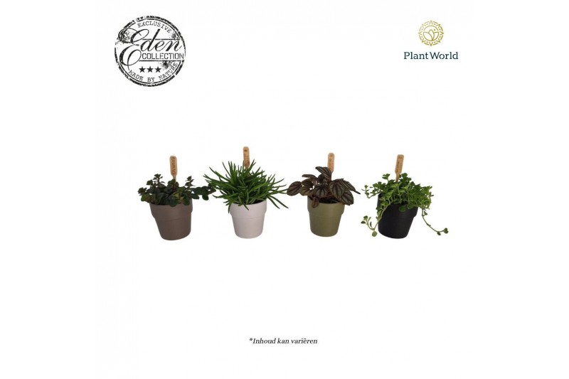 Kamerplanten mix Gemengde tray 5,5cm in dubai potje 