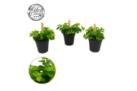 Peperomia rotundifolia Peperomia Rotundifolia 5,5cm