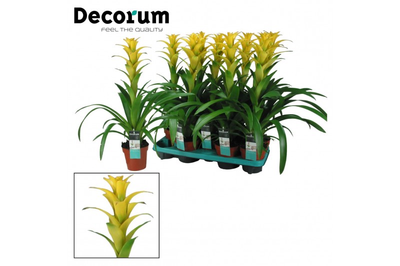 Guzmania hilda Guzmania Hilda (Decorum) 1 bl. 