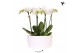 Phalaenopsis multiflora wit Kolibri Orchids Phalaenopsis Mono Bouquet  