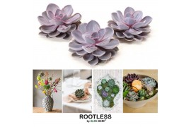 Echeveria purple pearl ROOTLESS Purple pearl 12-14 cm, solo