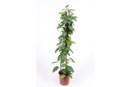 Clerodendrom thomsoniae Clerodendrum thomsoniae1 per plant