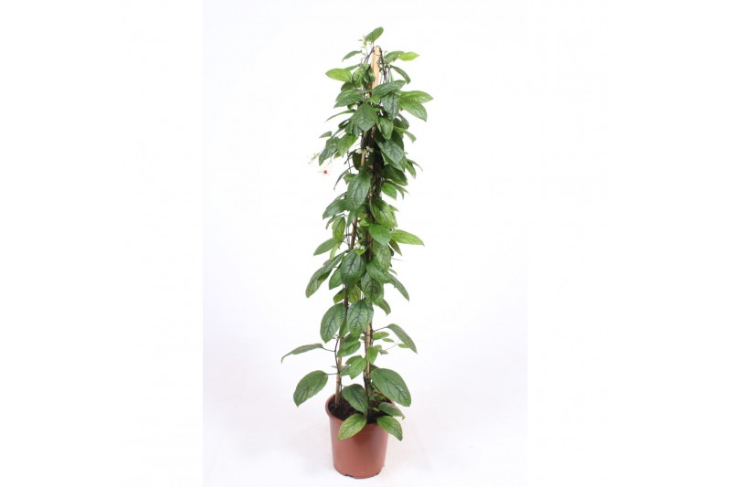 Clerodendrom thomsoniae Clerodendrum thomsoniae1 per plant 