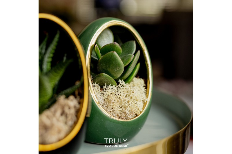 Arrangementen succulenten TRULY Crassula, Egg Green gold1 pp 