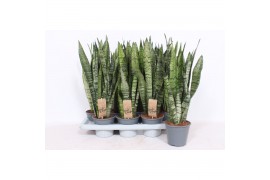 Sansevieria zeylanica Sansevieria zeylanica XL