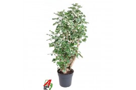 Polyscias balfourii Polyscias Balfouriana1 pp