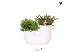 Rhipsalis mix Kolibri Greens Rhipsalis mix in Tube pot white2 pp