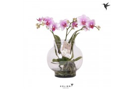 Phalaenopsis roze Kolibri Orchids Phalaenopsis Roots pink in glas bowl