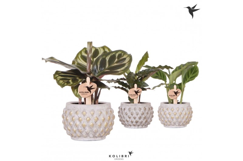 Calathea mix Kolibri Greens Calathea mix in Marrakesh pot gold copper1 