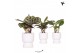 Calathea mix Kolibri Greens Calathea mix in Diabolo pot white1 pp 